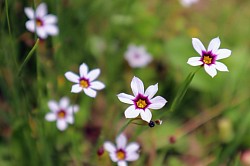 近所のお花💕