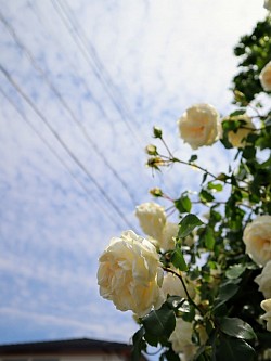 お向かいのお宅のキレイな薔薇💕