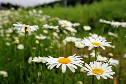 道端の花🌼